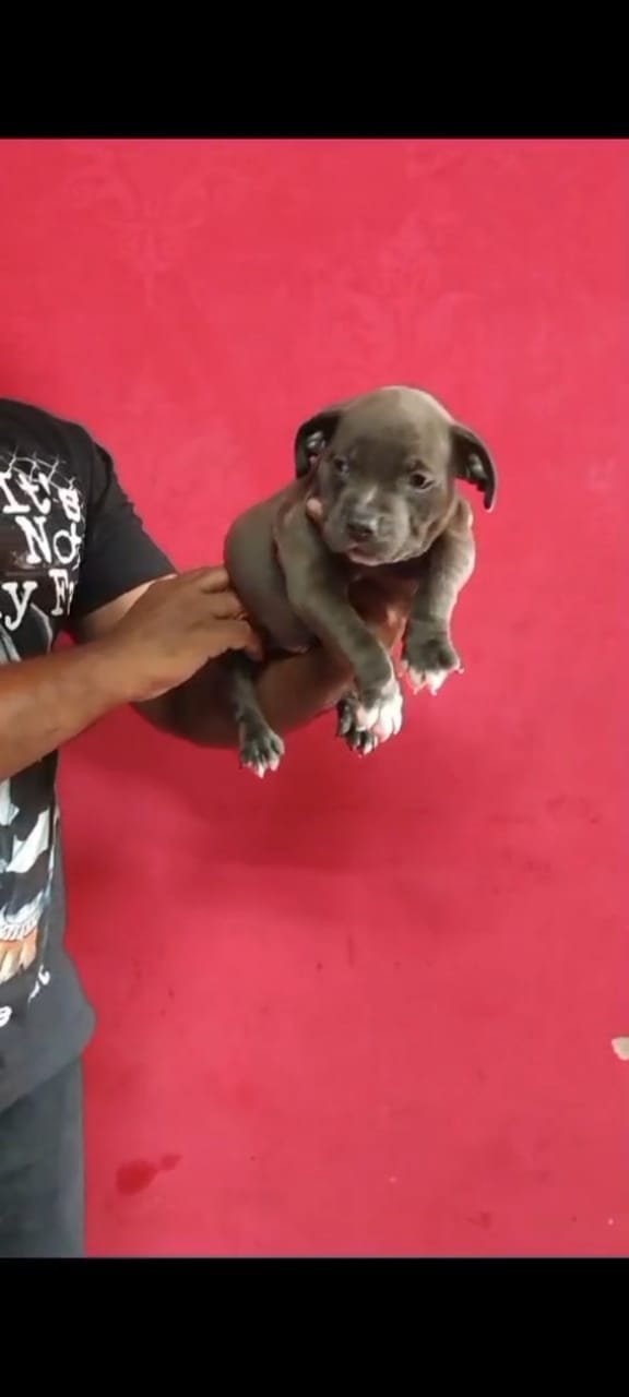 Buy Vaccinated  Pitbull Puppy from Chennai